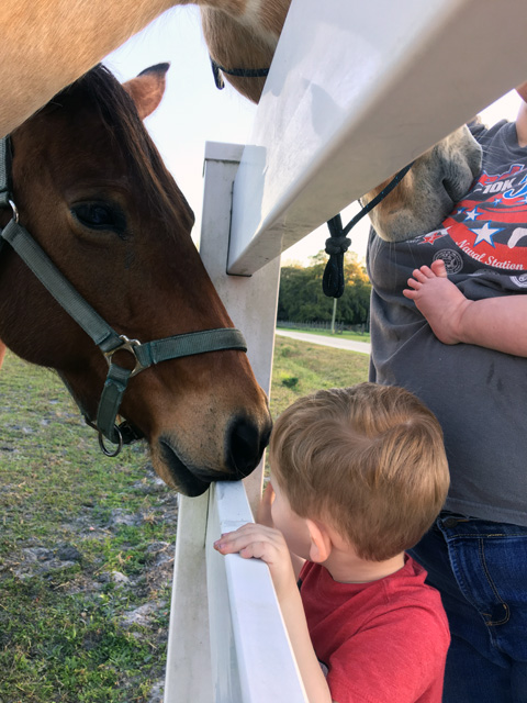 Caleb meets a horse