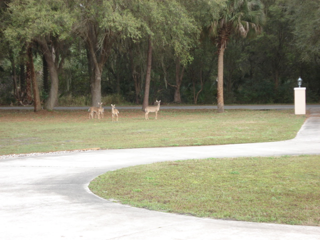 A handful of deer