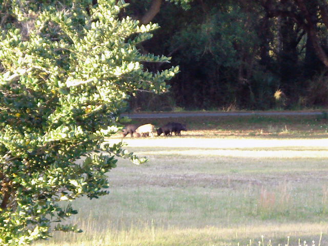 Pigs aren't huge but hogs get really large