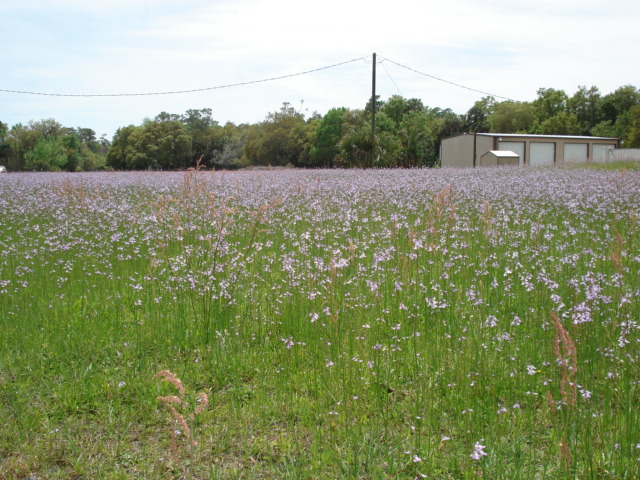 Weeds in springtime