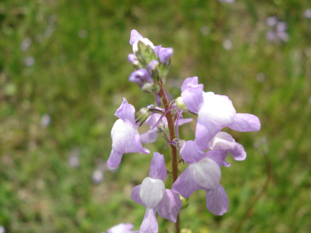 Close up of the blossom