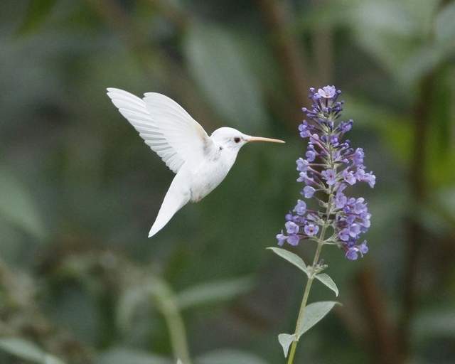 Albino Hummingbird