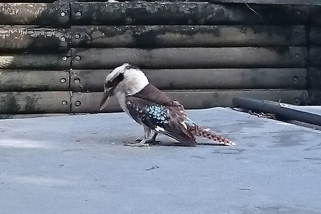 Kookaburra