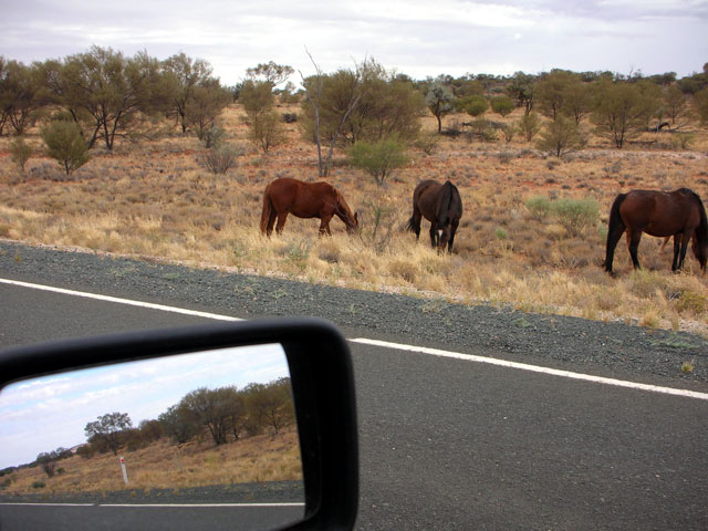 brumbies