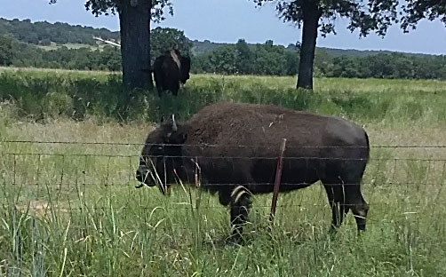 buffalo