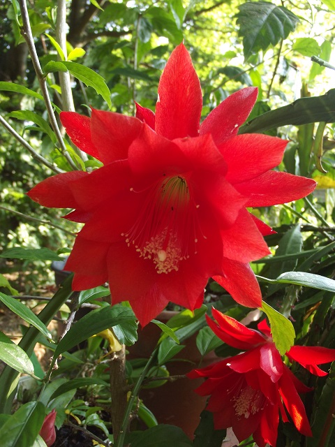 My red-flowered epicactus