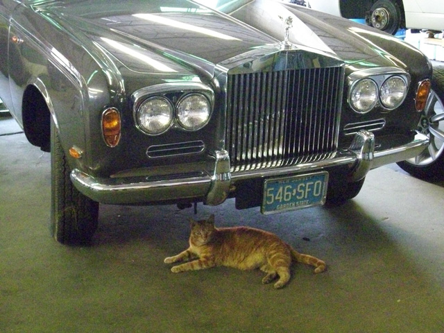 Rusty the shop cat poses with Tootsie